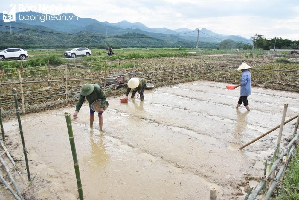 Chiến lược seeding vùng nông‌ thôn: Phát triển mạng lưới phân phối bền‌ vững